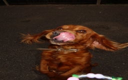 Cocker Spaniel dogs for sale: Our Lady needs a forever home.  - Image 3