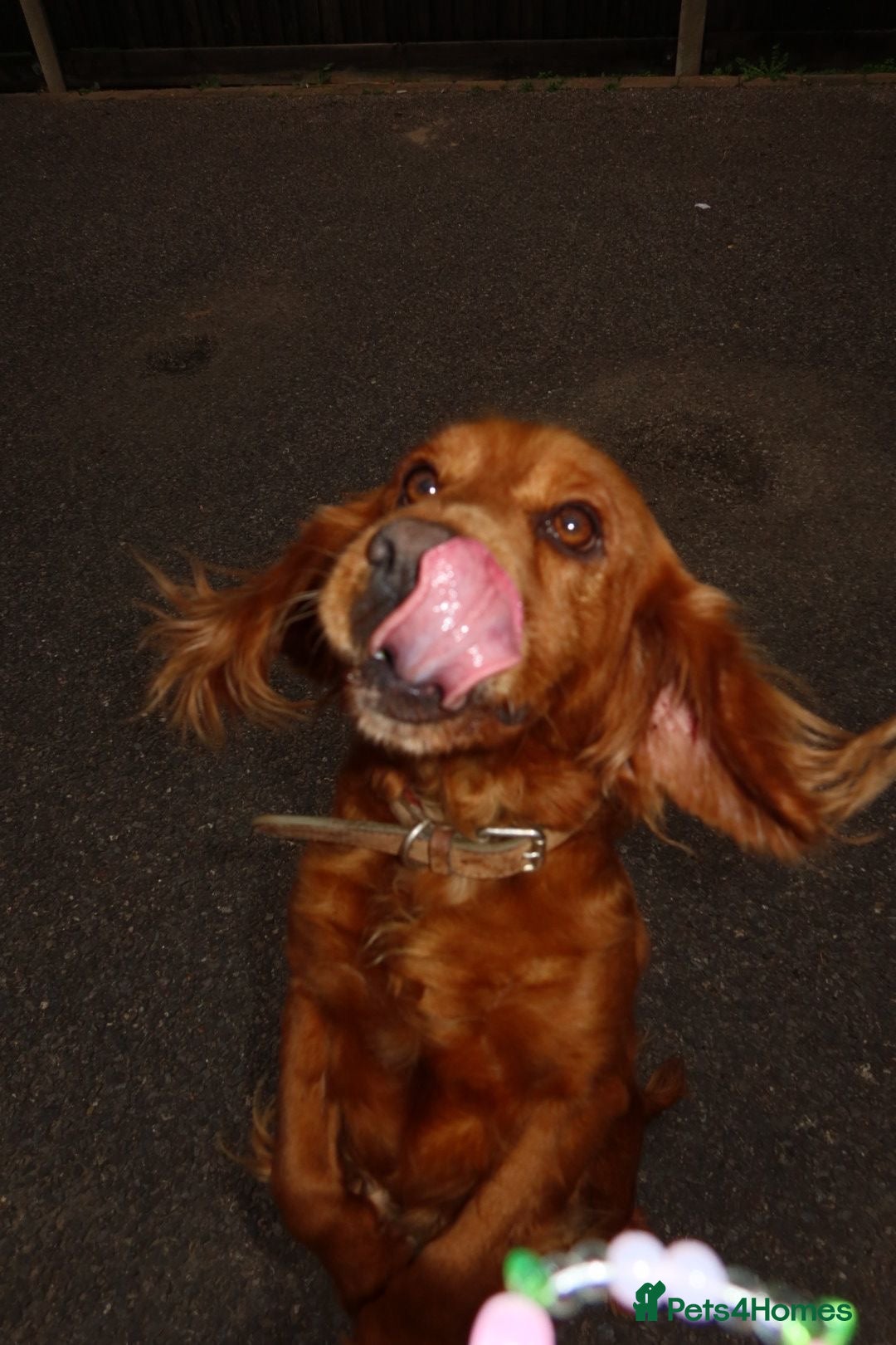 Cocker Spaniel dogs for sale: Our Lady needs a forever home.  - Image 3