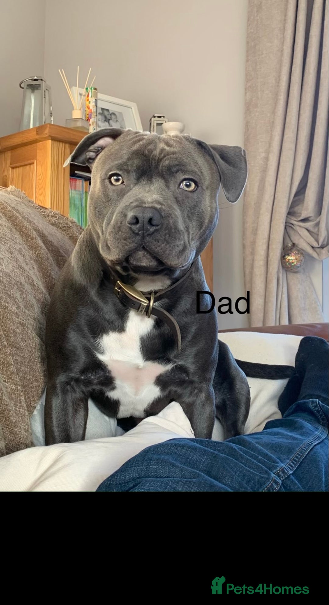 Staffordshire Bull Terrier dogs for sale: Staffordshire bull terrier puppies - Image 10