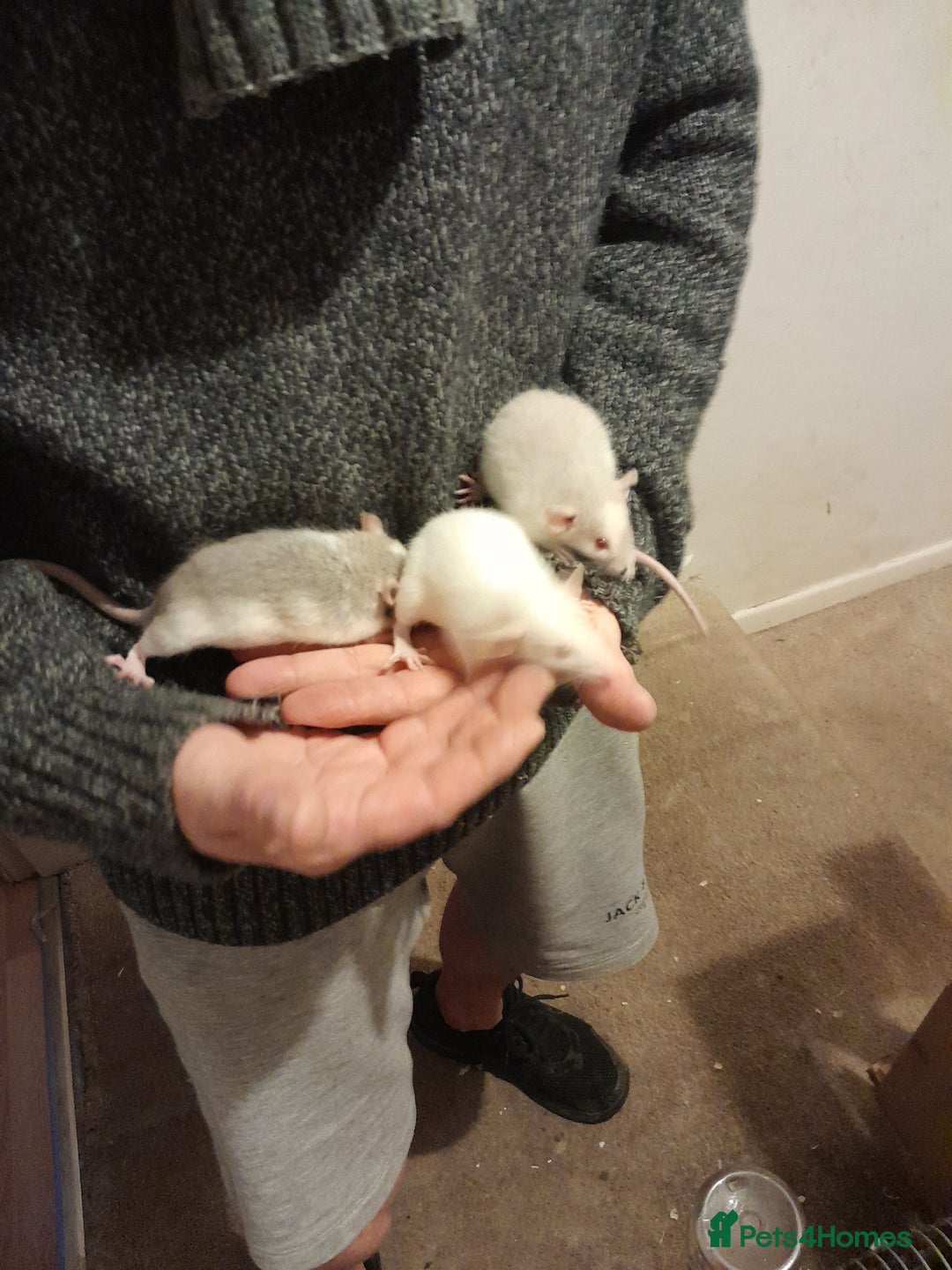 Rat rodents for sale: Rats for sale - Advert 2