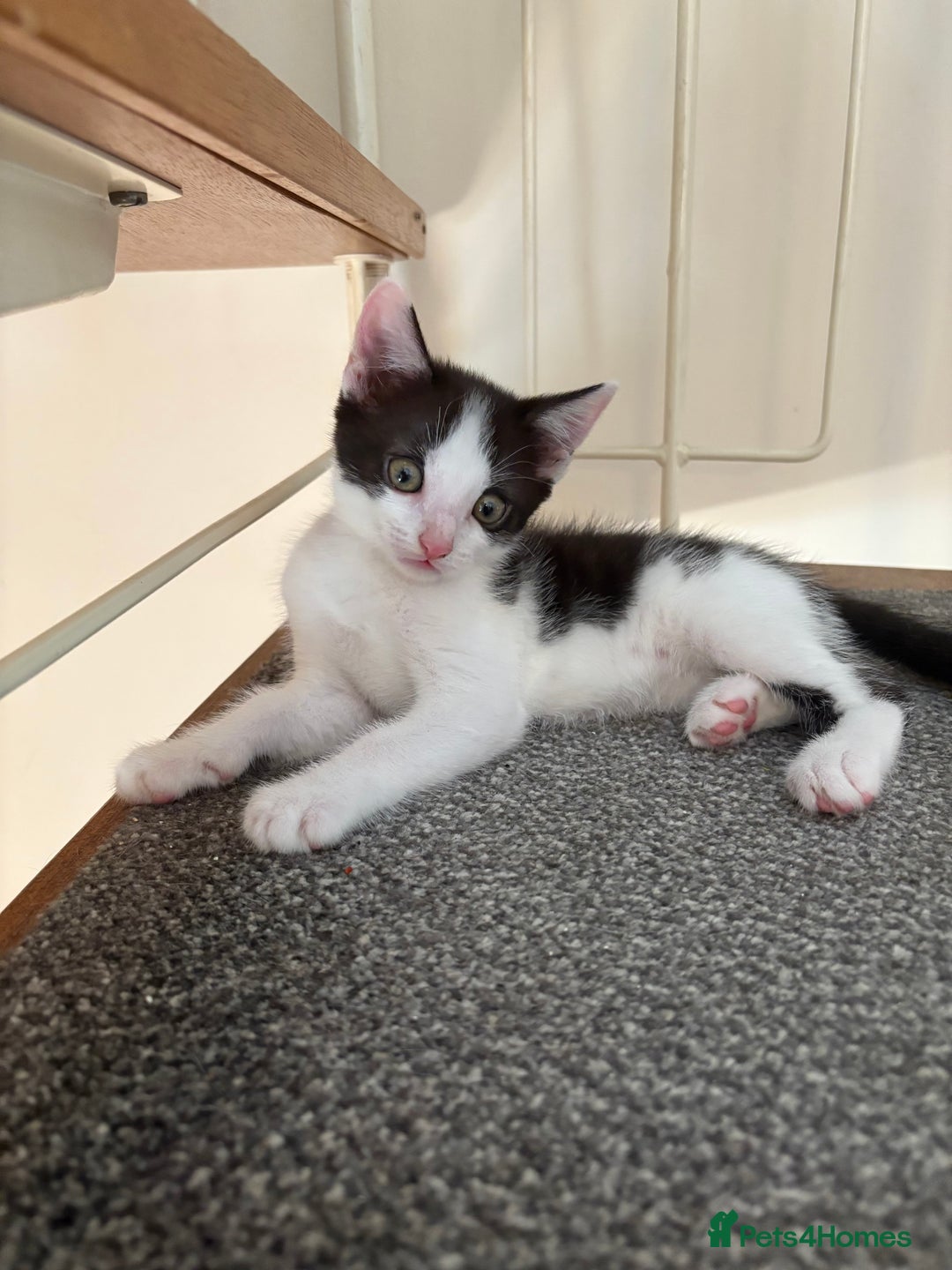 Mixed Breed cats for sale: 2 black and white kittens- READY TO GO! in Swindon - Image 5