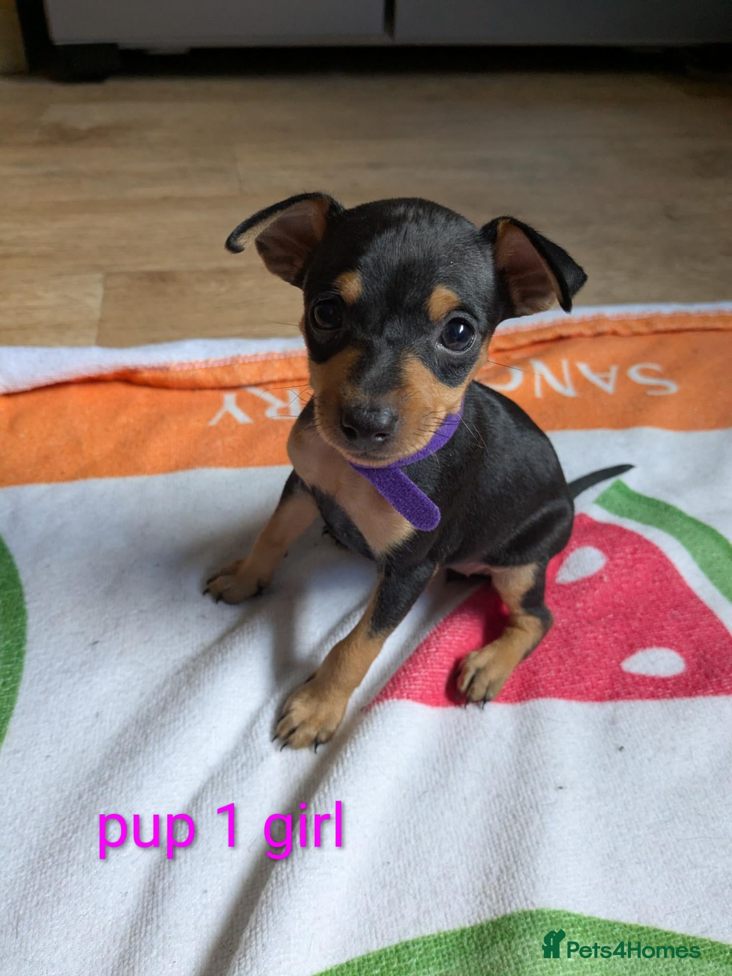 Miniature Pinscher dogs Miniature Pinscher Pups seen with mum & dad  - Advert 2