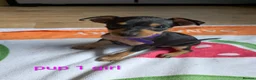 Miniature Pinscher dogs for sale: Miniature Pinscher Pups seen with mum & dad  in Market Drayton - Advert 2
