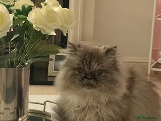 Persian cats Himalayan point Persian girl - Advert 1