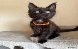 Maine Coon cats for sale: Pedigree GCCF Russian Import line Maine Coons - Image 32