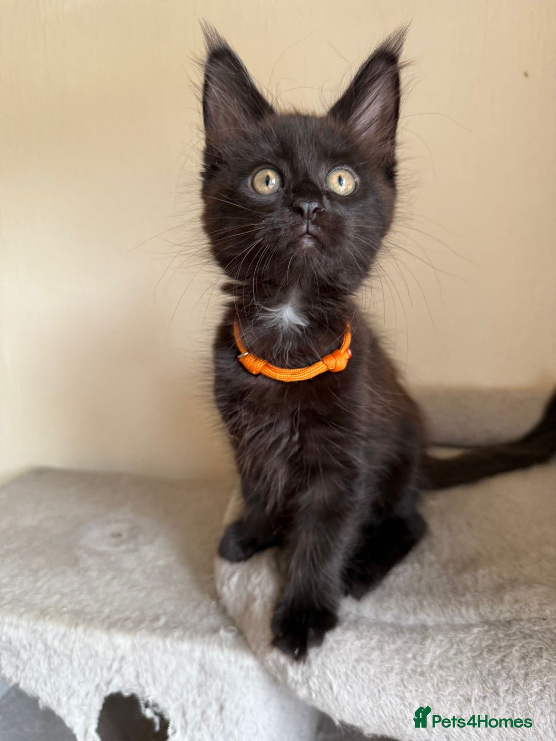 Maine Coon cats for sale: Pedigree GCCF Russian Import line Maine Coons - Image 32