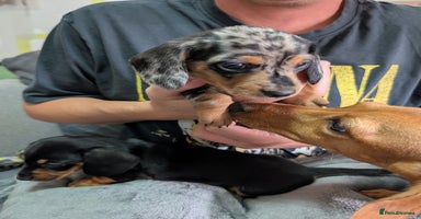 Dachshund dogs - Advert 2