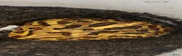 Frog reptiles for sale: Pac-Man Frogs cb26  - Advert 5