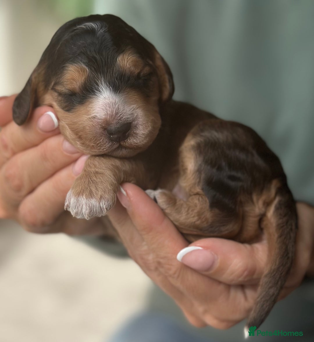 Cockapoo dogs for sale: Stunning F2 DNA health tested Cockapoo puppies  - Image 11