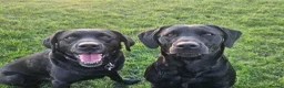 Labrador Retriever dogs for sale: Black and yellow labrador puppies - Advert 10