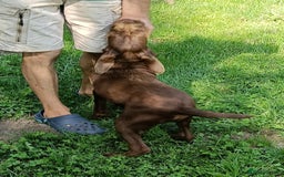 Mixed Breed dogs for sale: Male Fenlander Ready now  - Image 4
