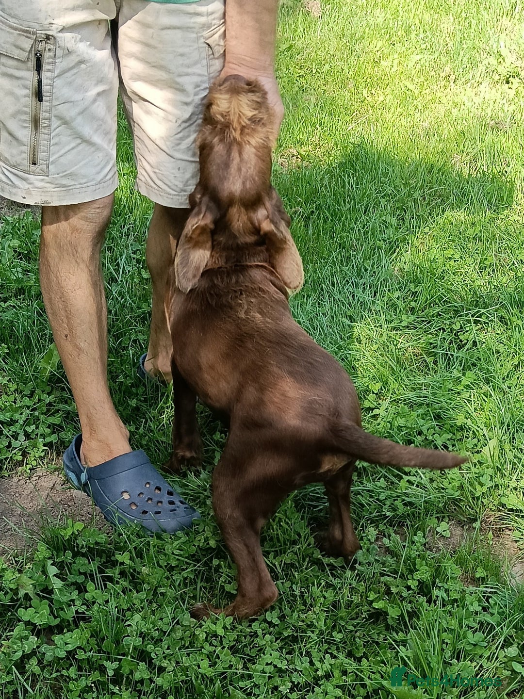 Mixed Breed dogs for sale: Male Fenlander Ready now  - Image 4
