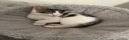 Domestic Shorthair cats for sale: A gorgeous male tabby and white domestic shorthair - Advert 8