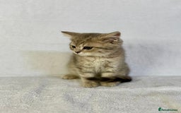 British Shorthair cats for sale: 🐾 Purebred BSH kittens🐾 - Image 12