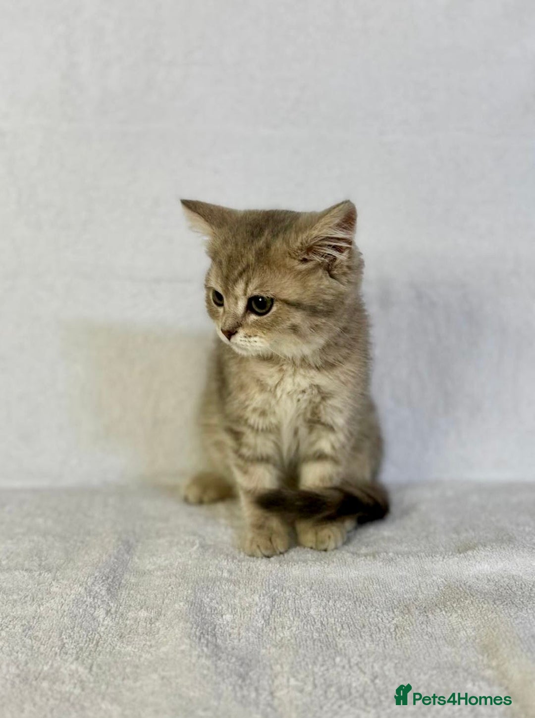 British Shorthair cats for sale: 🐾 Purebred BSH kittens🐾 - Image 12