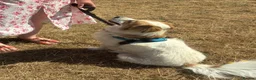 Mixed Breed dogs for adoption: Meet Phoenix, currently residing in Duston in Northampton - Advert 7