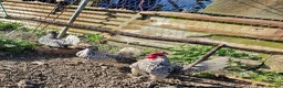 Chickens poultry for sale: 6 x Silver Sebright Hatching Eggs  in Morpeth - Advert 1