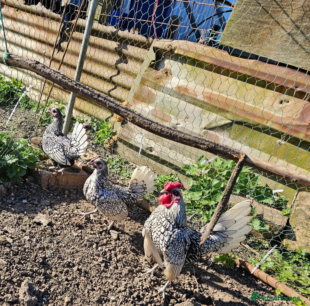 Chickens poultry for sale: 6 x Silver Sebright Hatching Eggs  in Morpeth - Advert 1