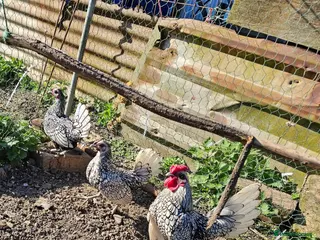 Chickens poultry 6 x Silver Sebright Hatching Eggs - Advert 9