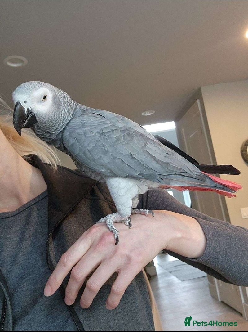 Parrots birds Congo African grey Parrot for sale  - Advert 1