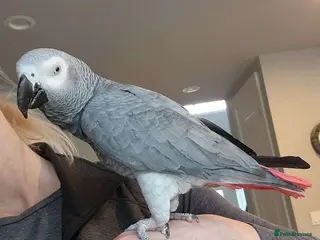Parrots birds Congo African grey Parrot for sale - Advert 1