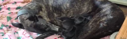 Lurcher dogs for sale: Bull lurcher puppys  - Advert 1