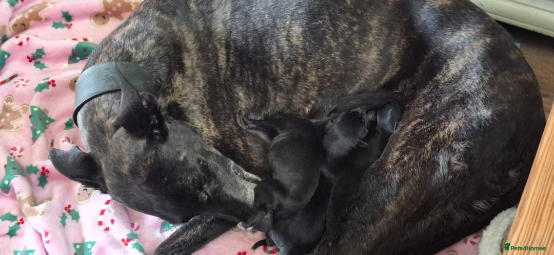 Lurcher dogs for sale: Bull lurcher puppys  - Advert 1