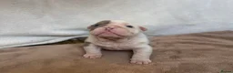 English Bulldog dogs for sale: Beautiful bulldog puppies  - Advert 9
