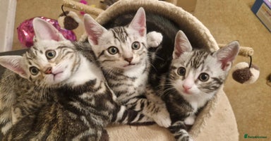 Mixed Breed cats - Advert 9