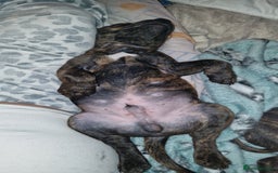 Staffordshire Bull Terrier dogs for sale: Gorgeous chunky male staffys - Image 12