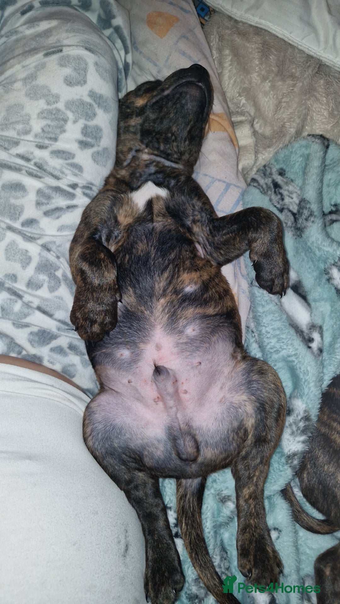 Staffordshire Bull Terrier dogs for sale: Gorgeous chunky male staffys - Image 12