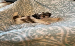 Shih Tzu dogs for sale: Shihtzu  puppies for sale  - Image 7