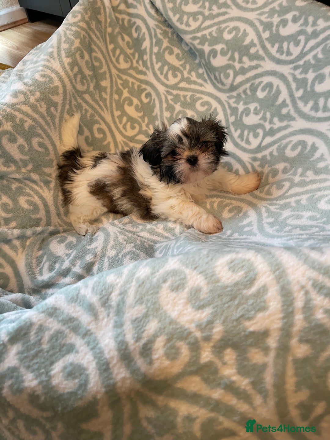 Shih Tzu dogs for sale: Shihtzu  puppies for sale  - Image 7