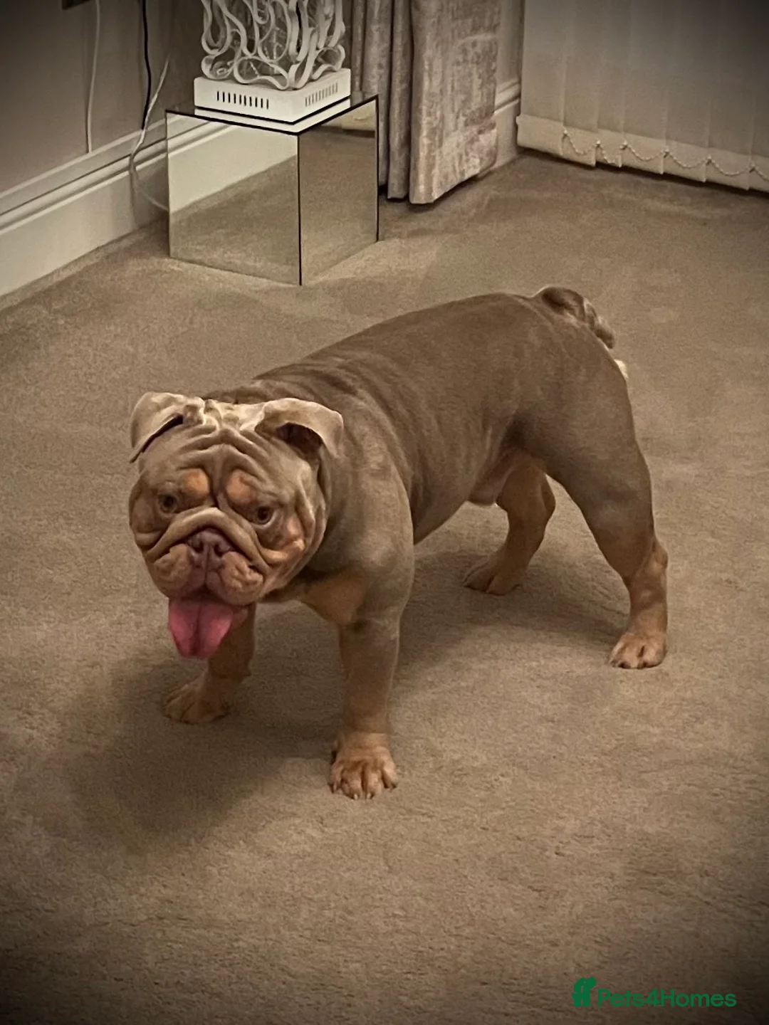 English Bulldog dogs for stud: ⭐️Proven English Bulldog available for stud⭐️ in Solihull - Advert 16