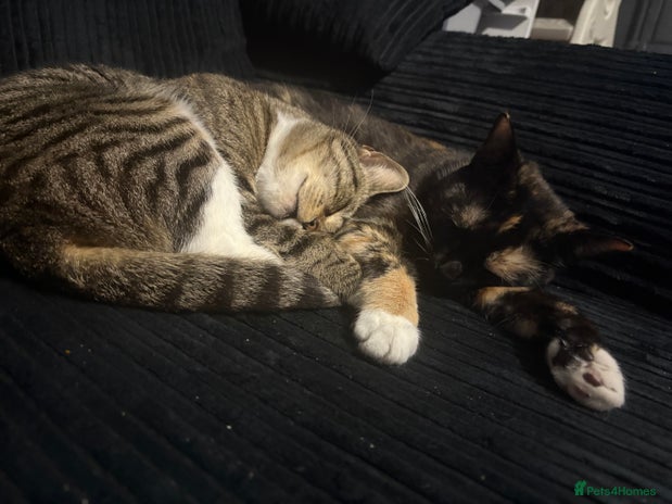 British Longhair cats One gorgeous tabby and ginger kitten - Advert 2