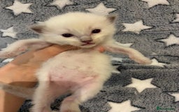 Ragdoll cats for sale: 🐾 5 Beautiful Ragdoll Kittens - Parents GCCF 🐾 - Image 17