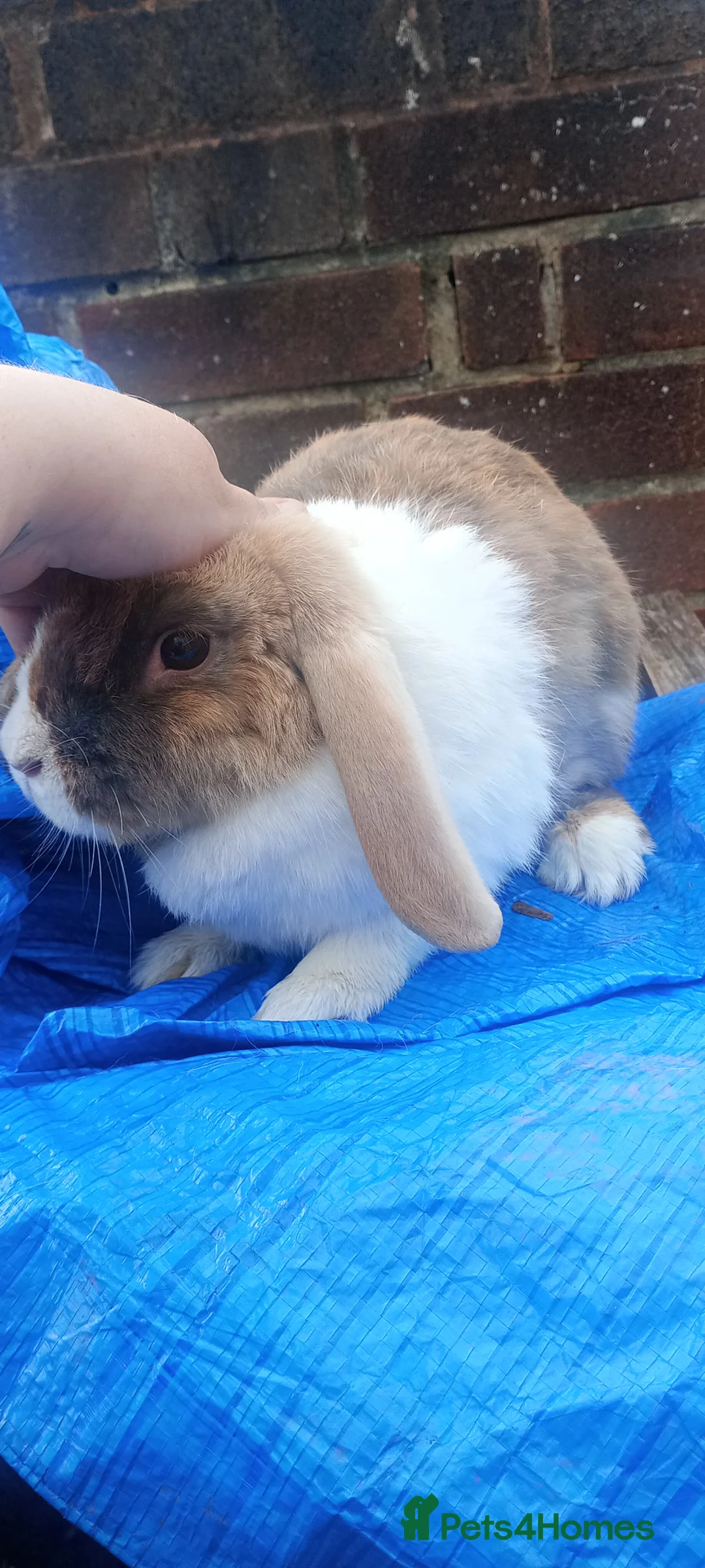 Mixed Breed rabbits for sale: Bonded does - Advert 3