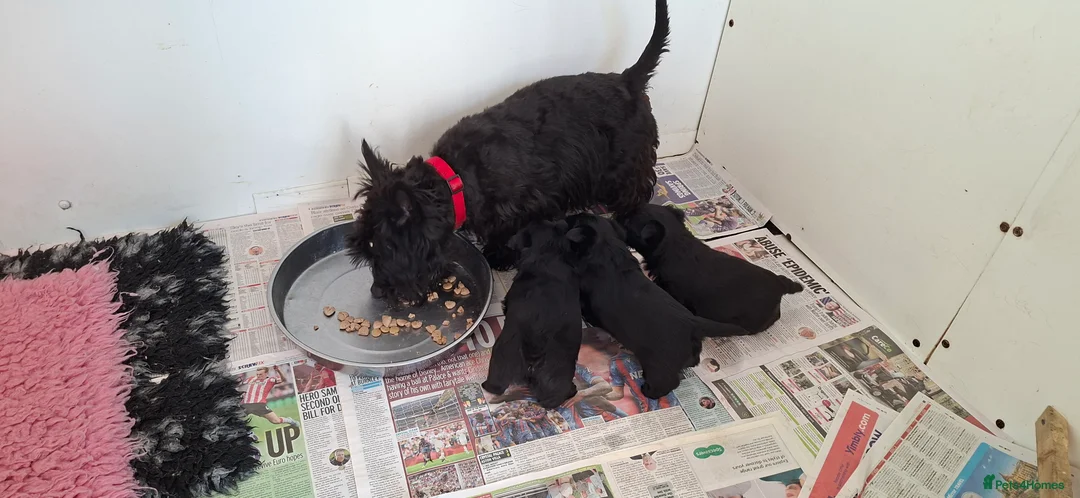 Scottish Terrier dogs for sale: Stunning scottish terrier pups - Advert 2