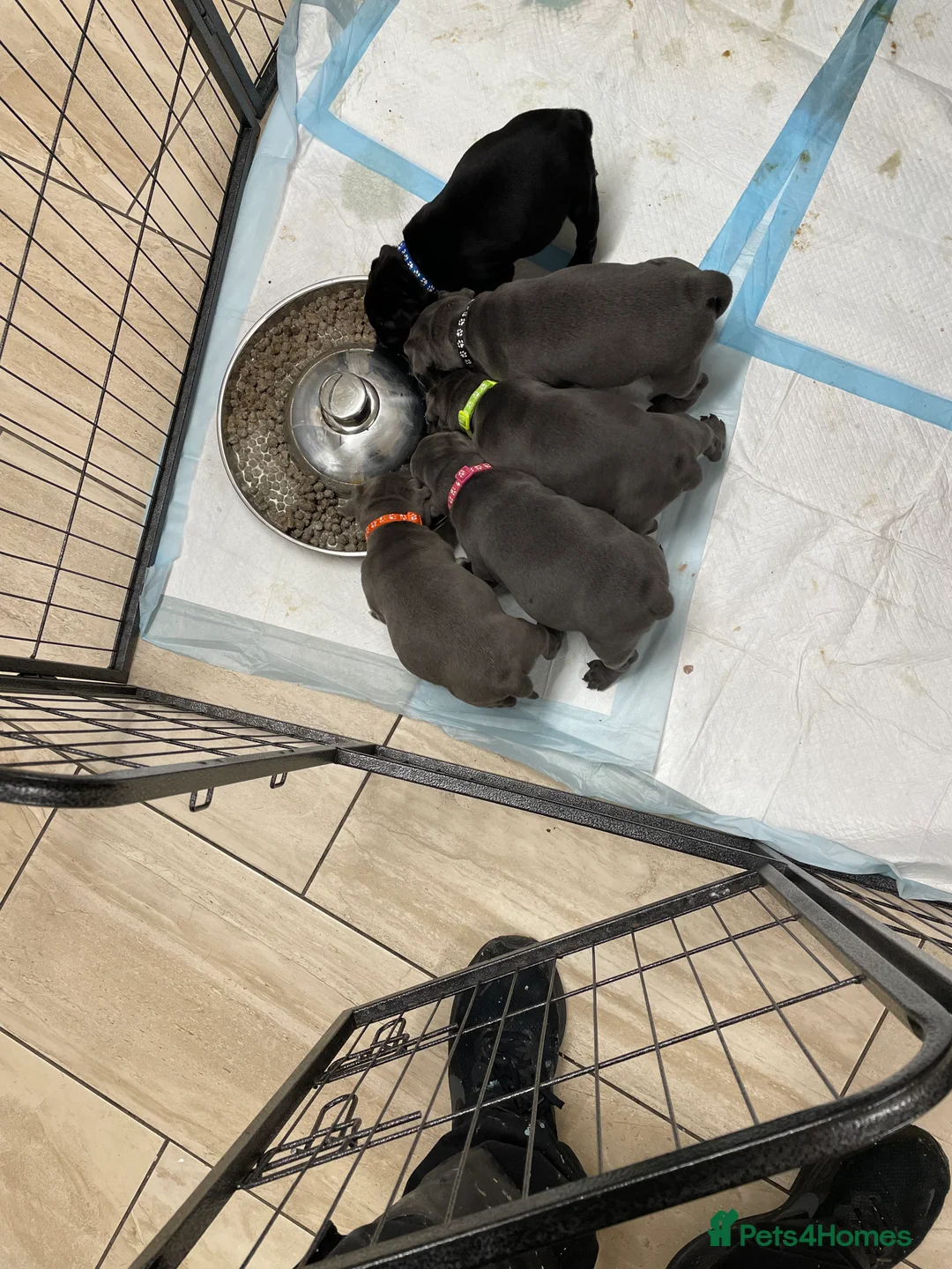 Staffordshire Bull Terrier dogs for sale: Amazing pups for sale  in Nuneaton - Advert 9