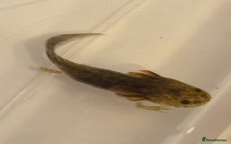 Axolotl reptiles for sale: Axolotl - Image 4