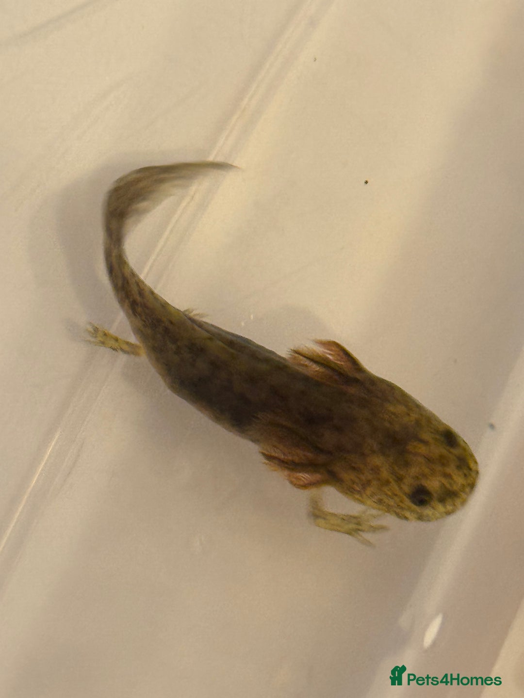 Axolotl reptiles for sale: Axolotl - Image 4