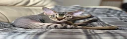 Devon Rex cats for sale: Devon Rex kitten-super social playful and loving  - Advert 1