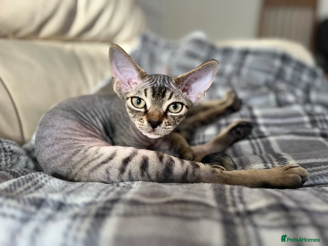 Devon Rex cats for sale: Devon Rex kitten-super social playful and loving  - Advert 1