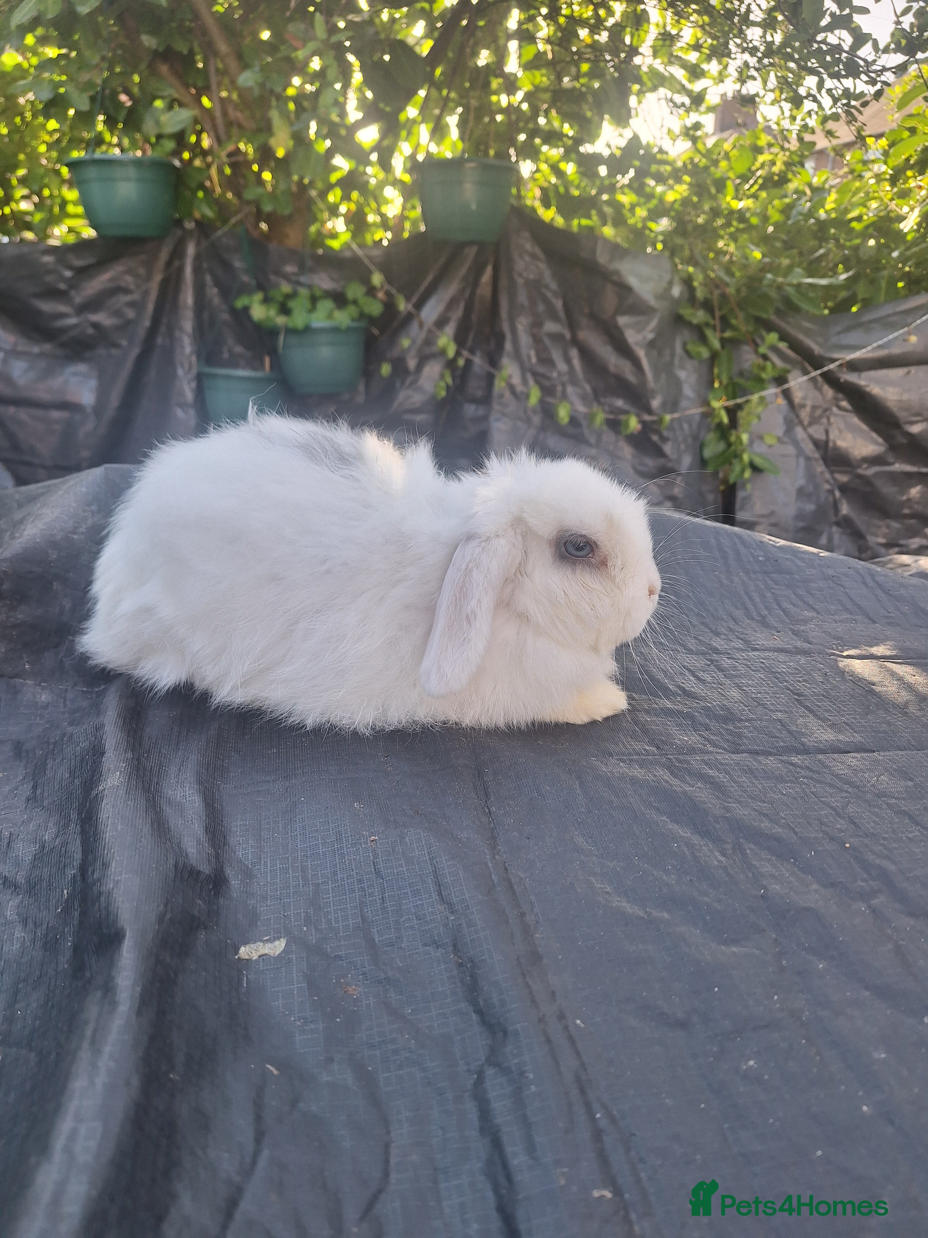 Mini Lop rabbits Pure bred mini lop.babie rabbits  - Advert 14