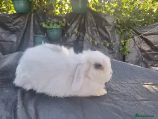 Mini Lop rabbits Pure bred mini lop.babie rabbits - Advert 14