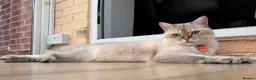 British Shorthair cats for sale: Simba  - Advert 3