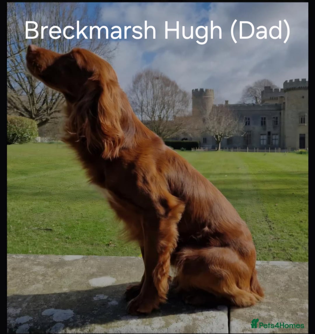 Cocker Spaniel dogs for sale: Gorgeous KC reg red cocker spaniel pups  - Advert 13