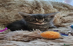 Mixed Breed cats for sale: 7 cute kittens - Image 5