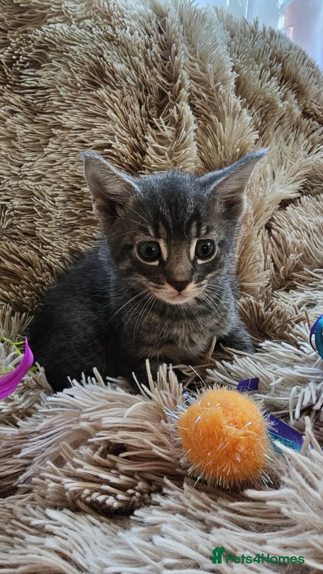 Mixed Breed cats for sale: 7 cute kittens - Image 5