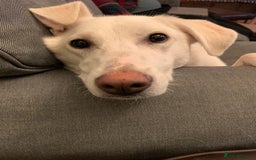 Mixed Breed dogs for sale: Young female Labrador cross for adoption  - Image 4